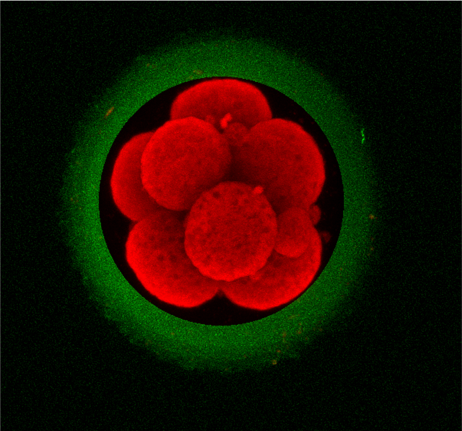 A donated human embryo (in red)