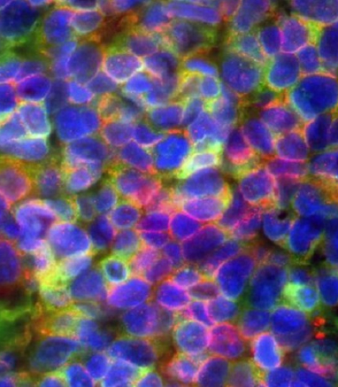 StemRxiv on StemJournal website (preprints for stem cell research)