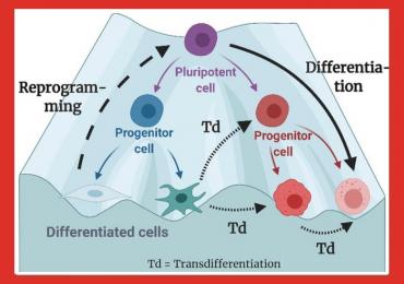 Process of differentiation, reprogramming, and transdifferentiation, illustrated on the classical Waddington Landscape